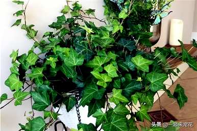 室内花卉盆景有哪些？花卉绿色植物盆景效果图