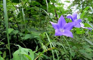 铃铛花什么时候开花，铃铛开花图片大全