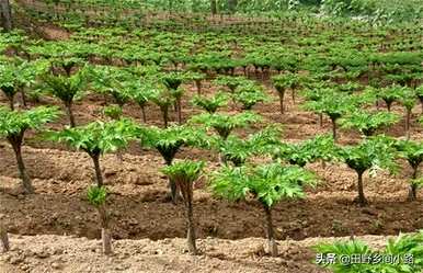 魔芋种植技术与管理，农广天地魔芋种植技术