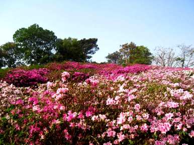 杜鹃花几个月开花哪个季节最好？杜鹃花几个月开花