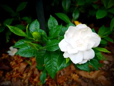 关于栀子花的花语，栀子花的寓意和花语