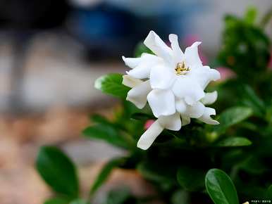 关于栀子花的花语，栀子花的寓意和花语