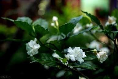 关于栀子花的花语，栀子花的寓意和花语