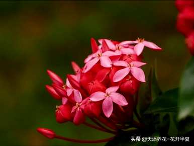 什么是龙船花语，什么是龙船花语？