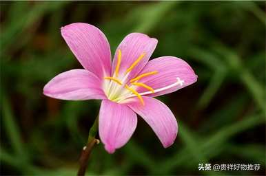 夏天开什么花？除了荷花，夏天开什么花？