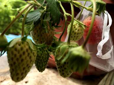 新手如何种植草莓种子，什么时候种植草莓种子