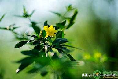 迎春花什么时候开花，迎春花不开花怎么办？