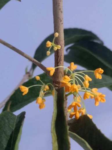 一年四季开什么花？什么花可以一年四季开？