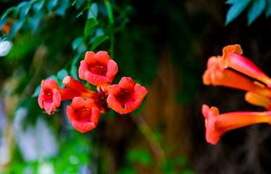 凌霄花种在哪里？炮仗花哪个好？