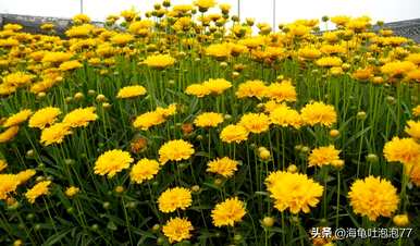 什么花适合夏天播种，什么花适合夏天播种