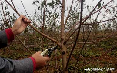 桃树的修剪时间和方法，冬天桃树的最佳修剪时间是几个月