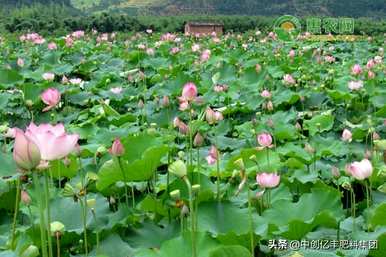 佛山亚艺公园荷花开放的最佳时间是什么季节？