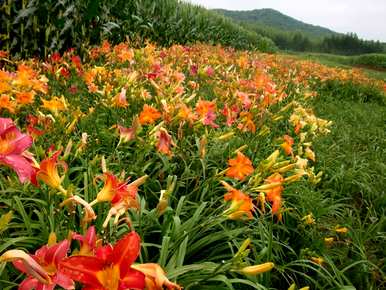 庭院里有哪些宿根花，有哪些种类的宿根花？