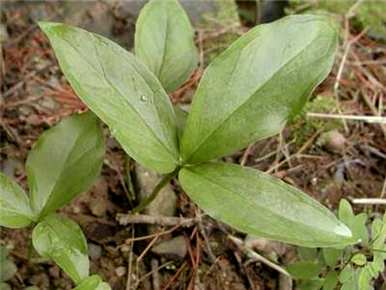 半夏种植方法是什么？半夏种植全过程视频