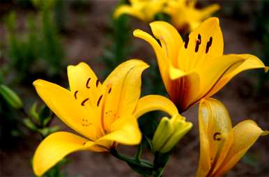 百合花的花语和寓意诗，百合花的花语和寓意