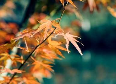 枫叶代表什么季节，枫叶代表什么意思？