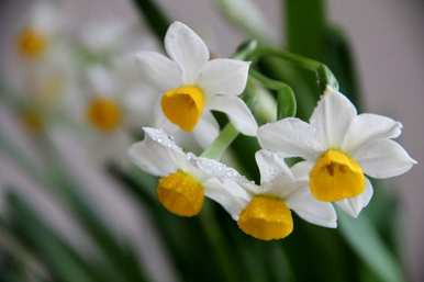 水仙花怎么养才能开花，水仙花球一般养几个月才能开花