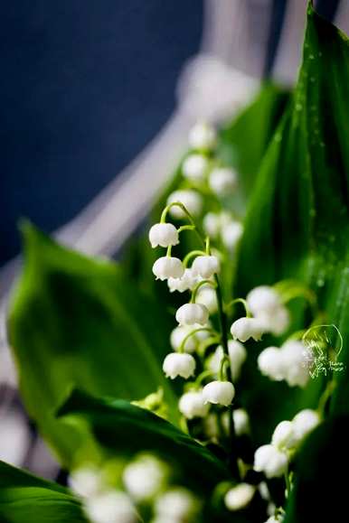 紫铃兰花的花语和象征，铃兰花的花语是什么？