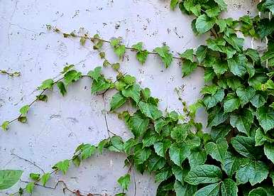 一年四季不落叶的藤本植物有哪些？