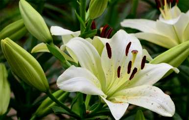 百合花语是什么意思，百合花语是什么意思？