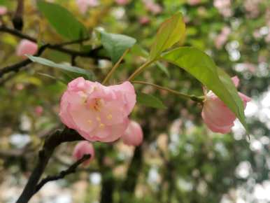 西府海棠花语视频，西府海棠花语是什么？