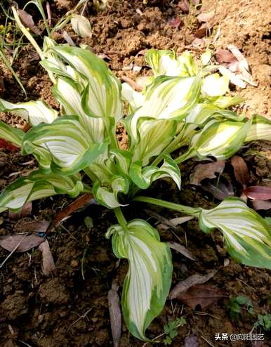 盆栽玉簪花冬天怎么养？玉簪花容易养吗？