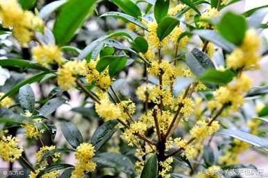 桂花种子能种桂花苗吗？桂花种子什么时候种？