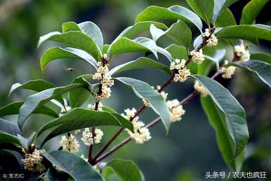 桂花种子能种桂花苗吗？桂花种子什么时候种？