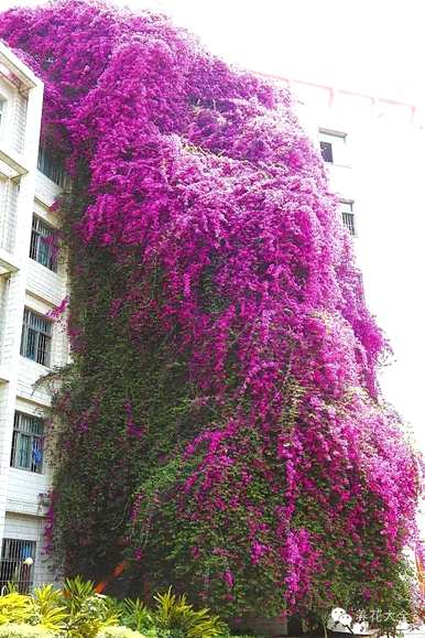 北方庭院耐寒爬墙花有哪些花可以爬墙？