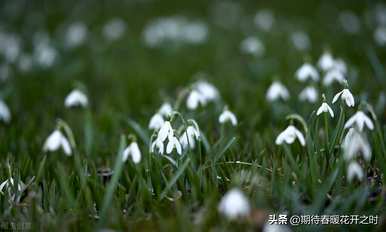 什么是银莲花的花语？