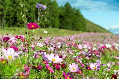 格桑花的寓意和花语，格桑花的花语代表什么