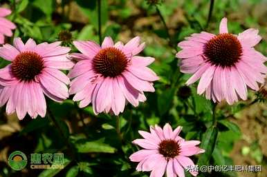 如何种植松果菊，如何种植松果菊