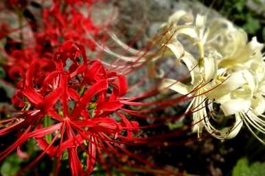 对岸花真正的花语是什么？白色对岸花的花语图片