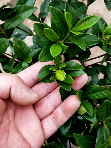 栀子花夏天怎么养？栀子花夏天能用肥吗？