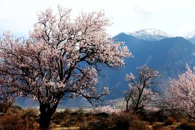 桃花的花语是什么？桃花短句大全