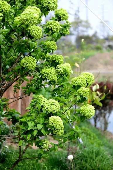 绣球花语是什么，粉绣球花束花语是什么