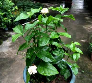 茉莉花修剪季节，茉莉花如何修剪？