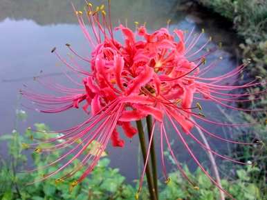 对岸花的寓意和花语，对岸花的寓意和英语花语