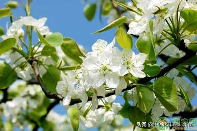 梨花什么时候开花，梨花什么时候开花，什么时候结果