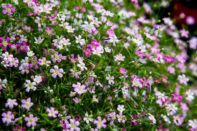 月季花压条扦插方法，月季花压条种植方法