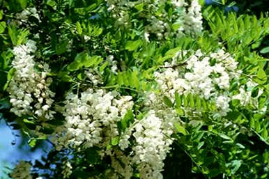 木兰花图片和花语，木兰花的花语和药用价值是什么？