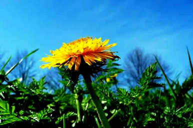 烂根桂花移栽季节，桂花烂根处理方法