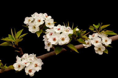 金线吊芙蓉怎么养最好？金线吊芙蓉开花多久？