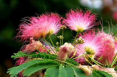 郁金香花期管理技巧，郁金香花果期管理方法