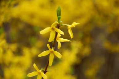 春花有哪些颜色，春花有哪些花？