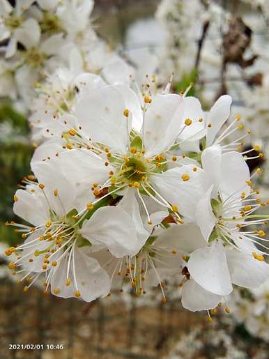 春花有哪些颜色，春花有哪些花？