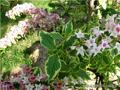 如何养护和浇水花叶锦带？花叶锦带花容易养吗？