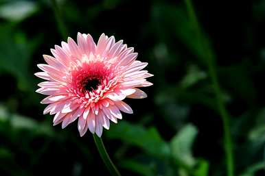 波斯菊格桑花种植方法、波斯菊花种植时间和方法