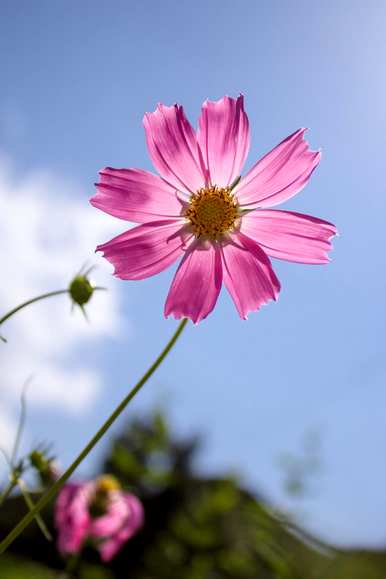 波斯菊格桑花种植方法、波斯菊花种植时间和方法