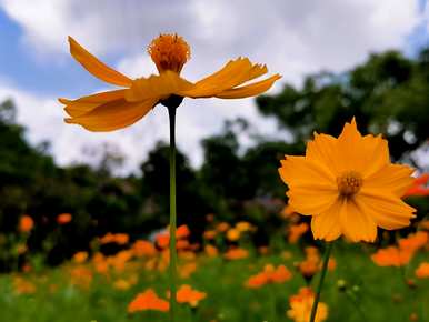 波斯菊格桑花种植方法、波斯菊花种植时间和方法